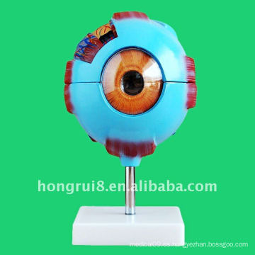 Vívido modelo de anatómico de 7 piezas de globo ocular de PVC con base